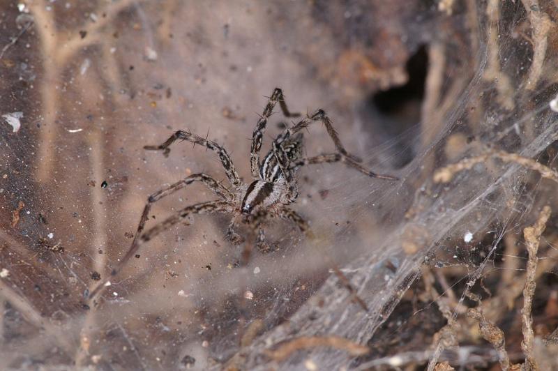Agelena_canariensis_D3250_Z_85_Valle Gran Rey_Spanje.jpg